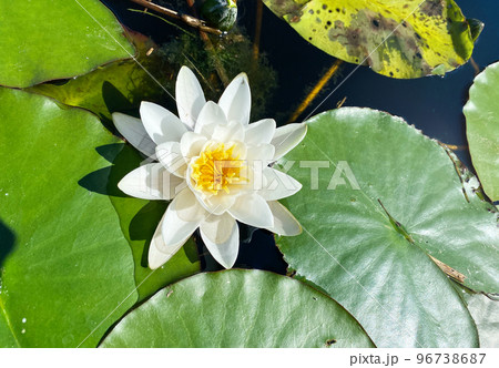 White aquatic plant of the water lily family floating on the water close-up 96738687