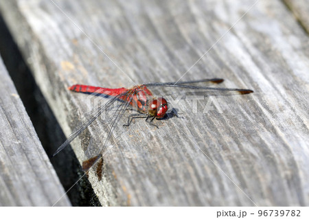 コノシメトンボ 96739782