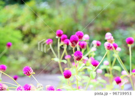 センニチコウの花 96739953