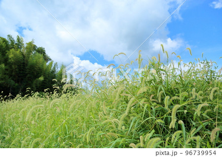 エノコログサ花穂 96739954