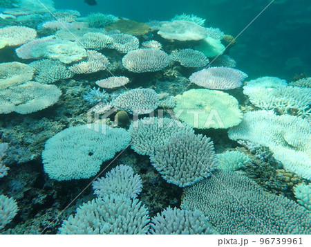 環境保全、サンゴの白化 96739961