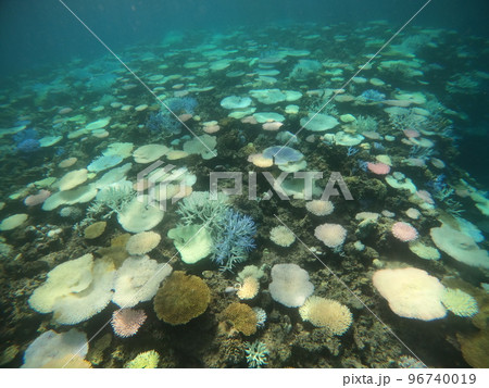 環境保護、死にゆくサンゴたち 環境保護、死にゆくサンゴたち 96740019