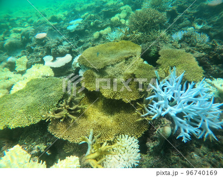 水中環境、石垣島の海のサンゴ 水中環境、石垣島の海のサンゴ 96740169