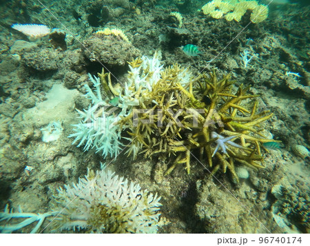 水中環境、沖縄の海のサンゴ 水中環境、沖縄の海のサンゴ 96740174