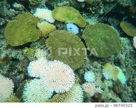 温暖化、水温上昇に伴うサンゴの白化 96740325