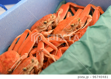 ズワイガニ 姿 顔 素材 背景 ズワイガニ 姿 顔 素材 背景 96740481