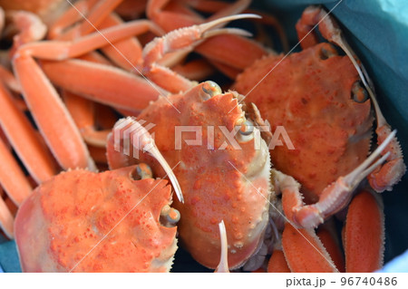 ズワイガニ 姿 顔 素材 背景 ズワイガニ 姿 顔 素材 背景 96740486