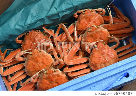 ズワイガニ 姿 顔 素材 背景 ズワイガニ 姿 顔 素材 背景 96740487
