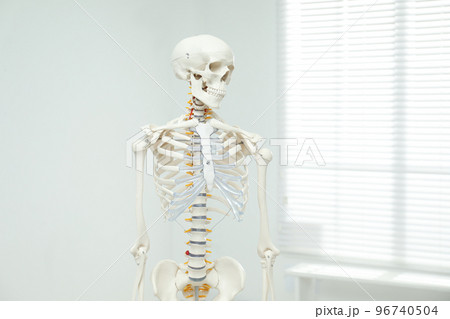 Artificial human skeleton model near window indoors Artificial human skeleton model near window indoors 96740504