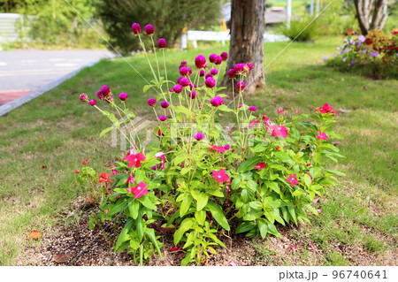 センニチコウの花 96740641