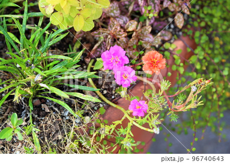 八重咲 ポーチュラカの花 八重咲 ポーチュラカの花 96740643