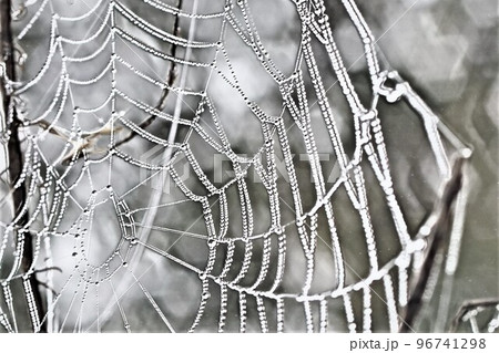 蜘蛛の巣アートの不思議な世界 96741298