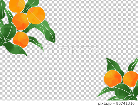 柑橘の背景素材 96741316