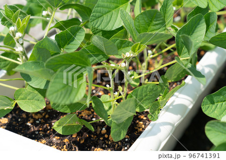 枝豆の花 枝豆の花 96741391