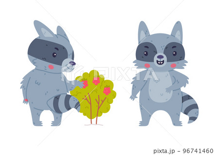 Funny Raccoon Animal Character with Striped Tail Eating Raspberry and Standing Vector Set 96741460
