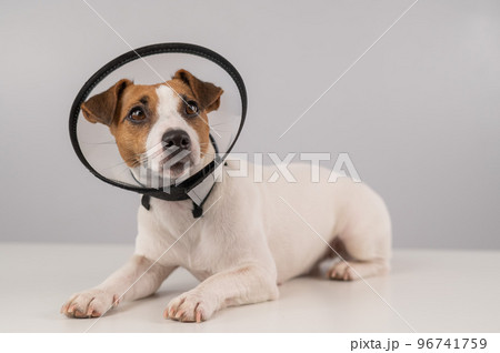Jack Russell Terrier dog in plastic cone after surgery. Jack Russell Terrier dog in plastic cone after surgery. 96741759
