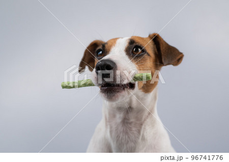 Jack Russell Terrier dog holding a rawhide toothpick in his teeth. 96741776