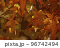モミジの紅葉 モミジの紅葉 96742494
