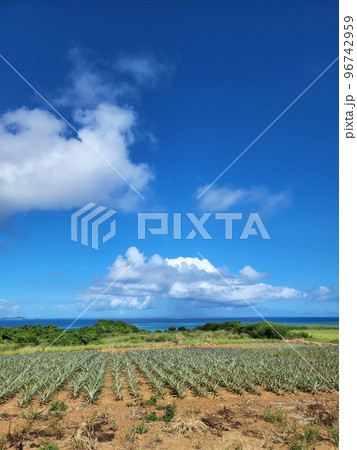 石垣島 パイン畑と海 沖縄 石垣島 パイン畑と海 沖縄 96742959