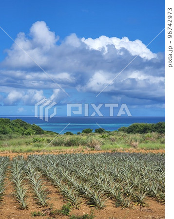 石垣島 パイン畑と海 沖縄 石垣島 パイン畑と海 沖縄 96742973