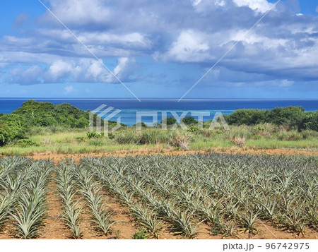 石垣島　パイン畑と海　沖縄 96742975