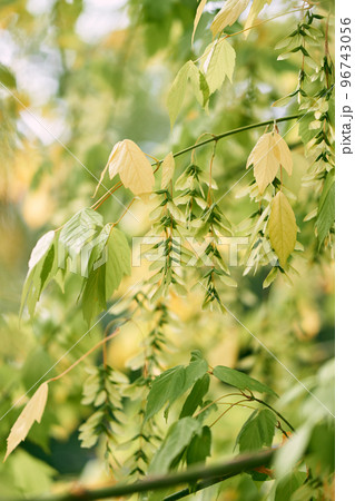 Clusters of Chinese wingnut seeds among dense foliage. High quality photo Clusters of Chinese wingnut seeds among dense foliage. High quality photo 96743056
