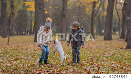 Caucasian children are walking with jack russell terrier in autumn park. Boy, girl and dog are jumping outdoors. Caucasian children are walking with jack russell terrier in autumn park. Boy, girl and dog are jumping outdoors. 96743345