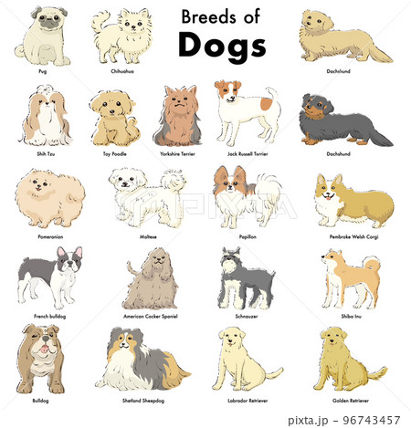 シンプルでかわいい人気の犬種 手描き線画ベクターイラストセットの