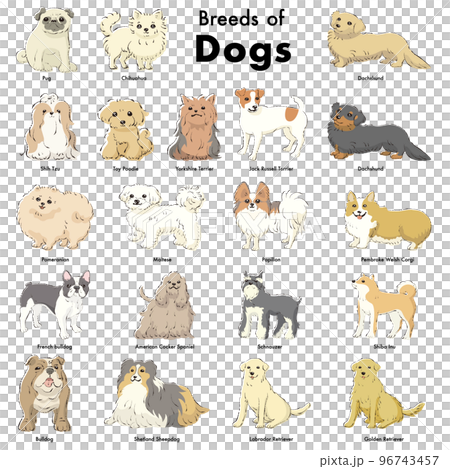 簡單可愛的流行犬種手繪線描矢量插圖集 96743457
