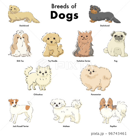 cute medium dog breeds