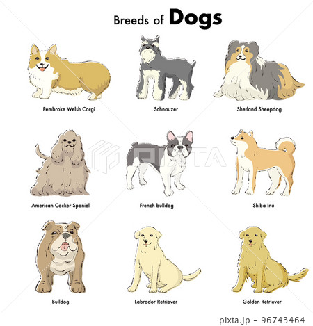 シンプルでかわいい人気の中型・大型犬種 手描き線画ベクターイラストセット シンプルでかわいい人気の中型・大型犬種 手描き線画ベクターイラストセット 96743464