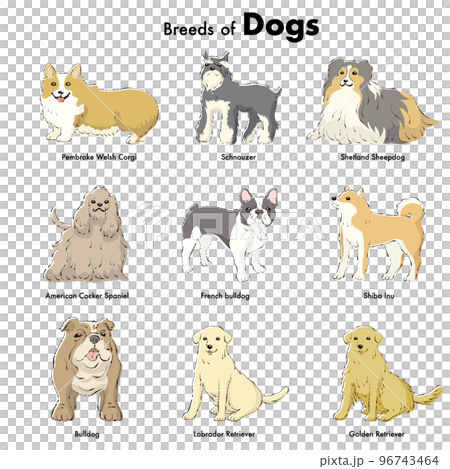 Simple and cute popular medium and large dog breeds hand-drawn line drawing vector illustration set 96743464
