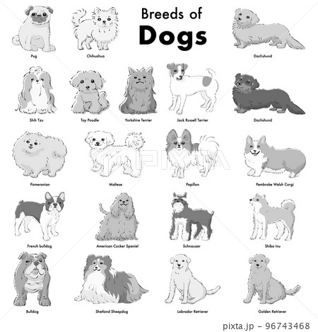 シンプルでかわいい人気の犬種　手描き線画ベクターイラストセット（白黒） 96743468