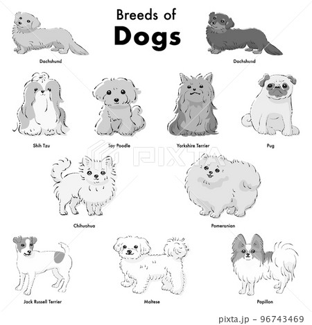シンプルでかわいい人気の小型犬種　手描き線画ベクターイラストセット（白黒） 96743469