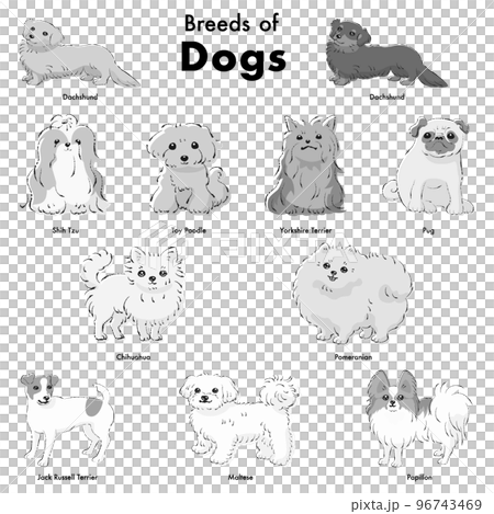 シンプルでかわいい人気の小型犬種　手描き線画ベクターイラストセット（白黒） 96743469