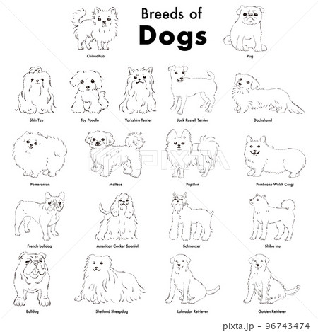 シンプルでかわいい人気の犬種　手描き線画ベクターイラストセット（白黒） 96743474
