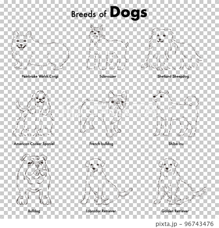 シンプルでかわいい人気の中型・大型犬種　手描き線画ベクターイラストセット（白黒） 96743476