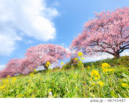 南伊豆町・下賀茂の河津桜（ソフトフォーカス） 96743487