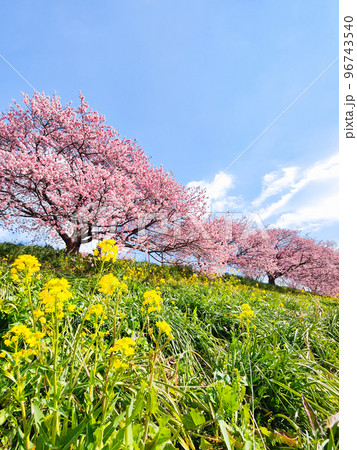 南伊豆町・下賀茂の河津桜 96743540