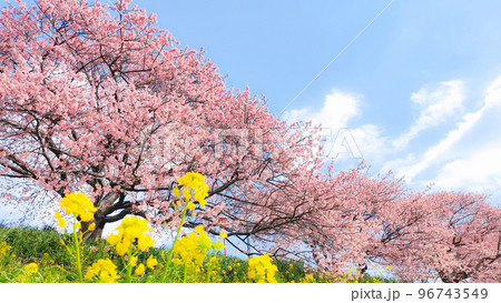 南伊豆町・下賀茂の河津桜（ソフトフォーカス） 96743549