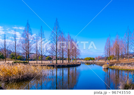 冬の打上川治水緑地 96743550
