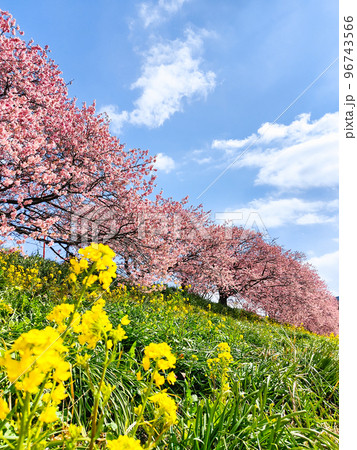 南伊豆町・下賀茂の河津桜 96743566