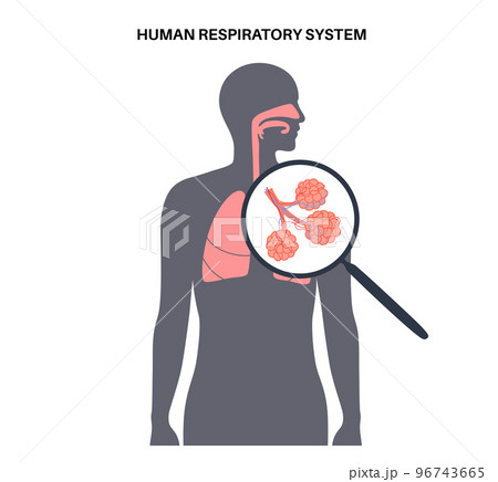 human respiratory system human respiratory system 96743665