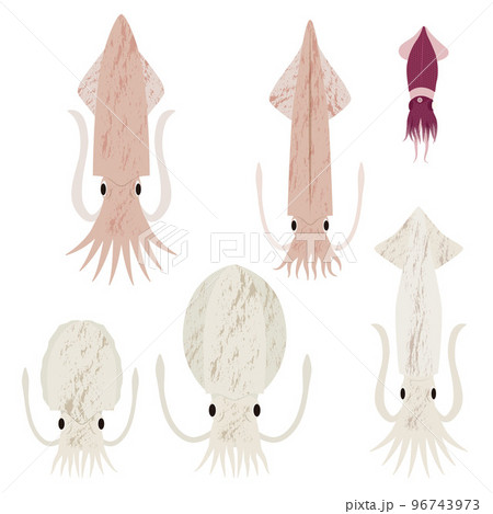 いかのイラストセット 96743973