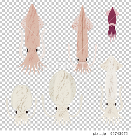 Squid illustration set 96743973
