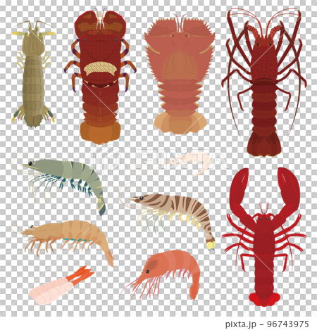 Shrimp illustration set Shrimp illustration set 96743975
