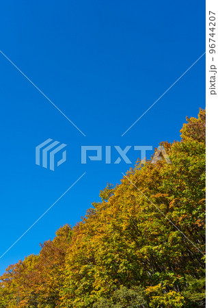 秋晴れの青空と見ごろを迎えた紅葉｜女の神展望台｜長野県茅野市 96744207