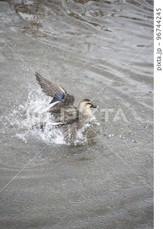 水辺のカルガモ 96744245
