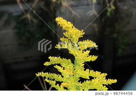 外来植物セイタカアワダチソウの花 外来植物セイタカアワダチソウの花 96744456