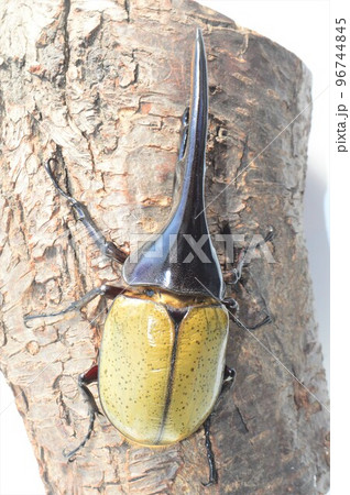 ヘラクレスオオカブトのヘラクレスヘラクレス樹木の上で　白背景 96744845